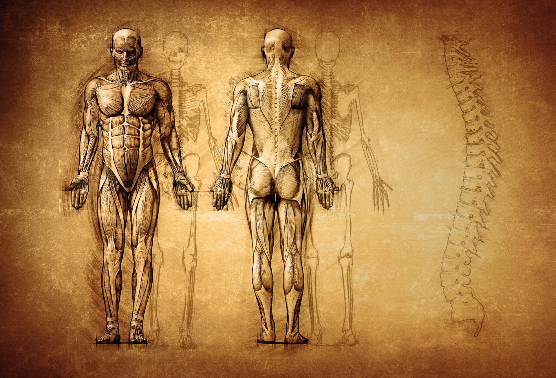 Anatomie – Physiologie – Biologie – Pathologie (2ème année)